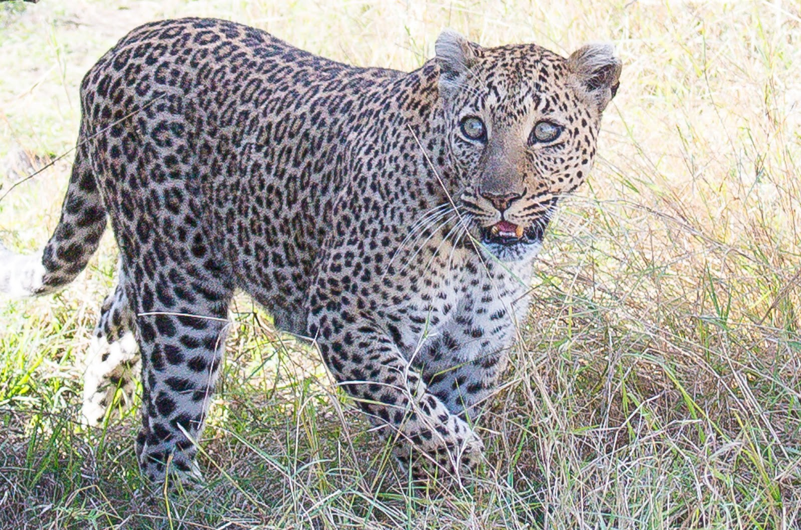photoscope Leopards and Servals from Kenya