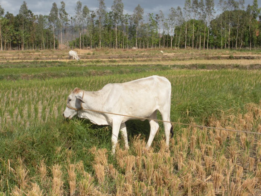 Philippines Cattle Raising Cattle Identification Systems