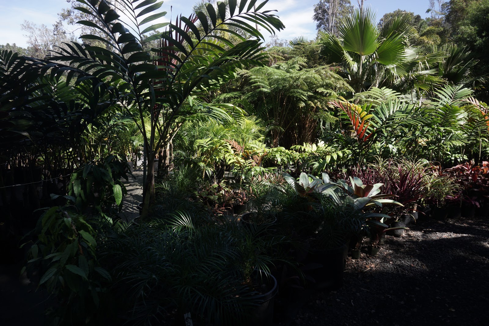 South Kona Nursery