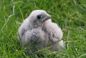 Kestrel