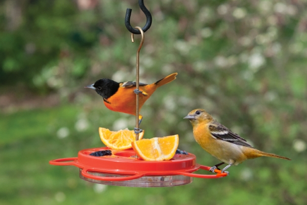 #FeedtheBirds 1: What a female Baltimore Oriole looks like