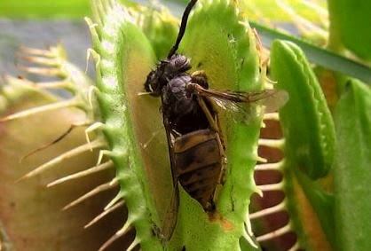 temperatura plantas carnivoras casa