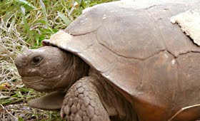 60-year-old Gopher Turtle