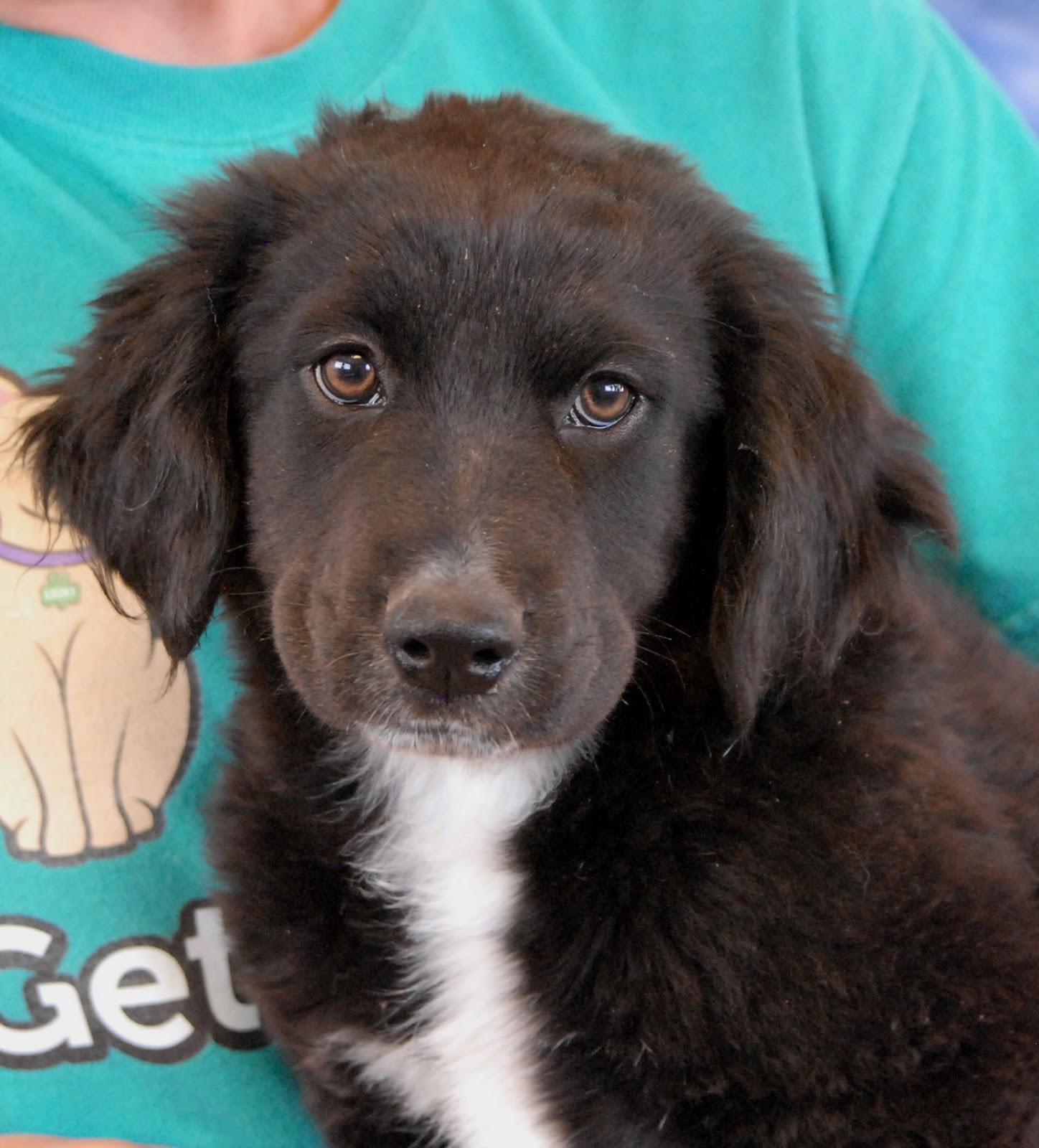 Adorable Border Collie mix puppies debuting for adoption