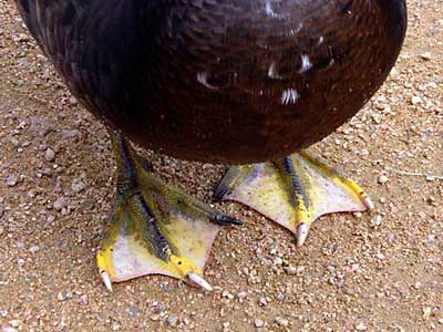The Swimming Secrets of Duck Feet