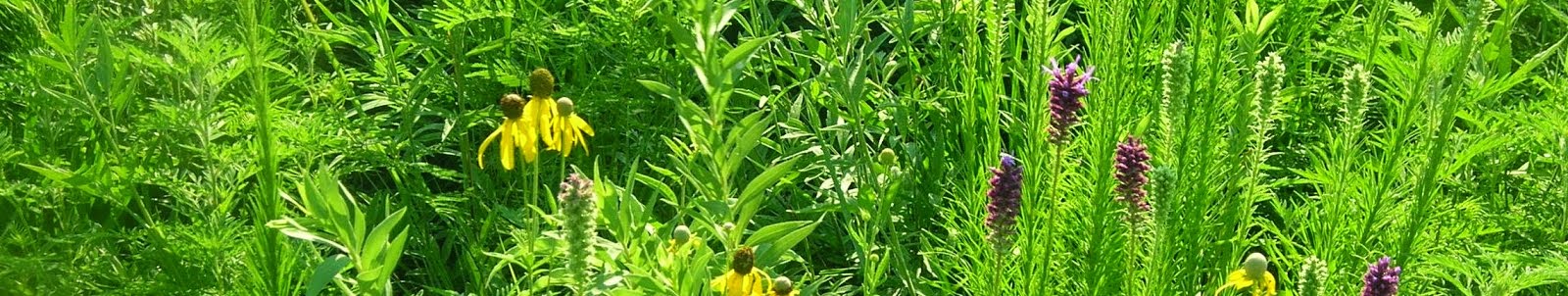 Ratibida pinnata y Liatris punctata