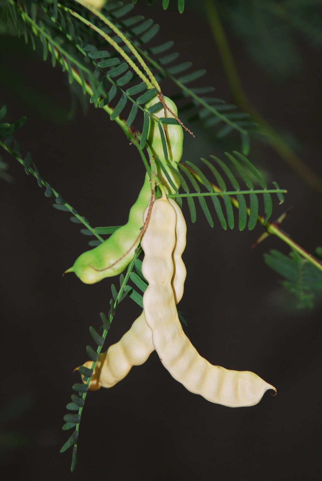 Suburban Naturalist Bean Trees