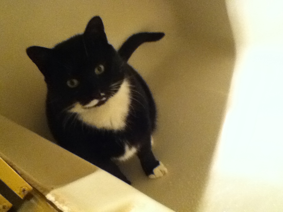 TastEA Time! Review! Snapple Peach mangosteen Immunity