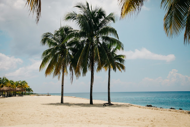 Coconut Tree on the Beach HD Wallpaper Coconut Tree on the Beach HD Wallpaper