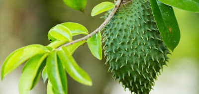 cara mengolah daun sirsak untk obat wasir cara merebus daun sirsak untuk wasir cara membuat ramuan daun sirsak untuk wasir cara mengobati wasir dg daun sirsak resep daun sirsak untuk wasir buah sirsak obat wasir mengobati wasir dengan daun sirih daun untuk wasir cara mengolah daun sirsak untuk wasir