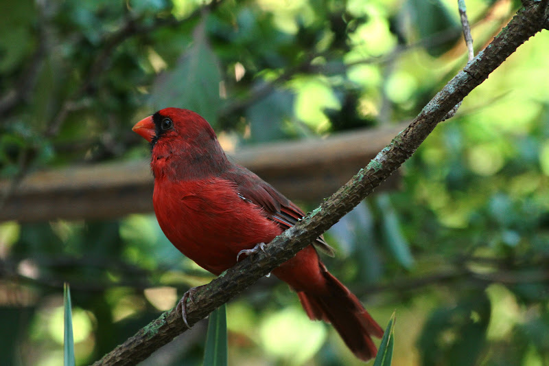 Nuestro bello mundo... Birds of Florida, Aves de Florida, Estados
