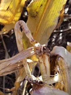 brown European corn borer larva in corn stalk