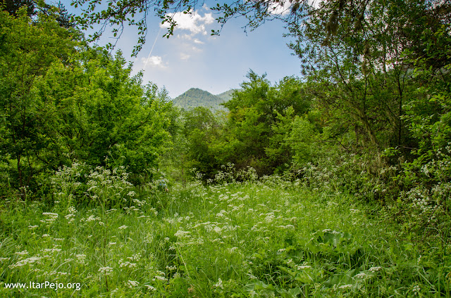 Flora, Mariovo region, Macedonia