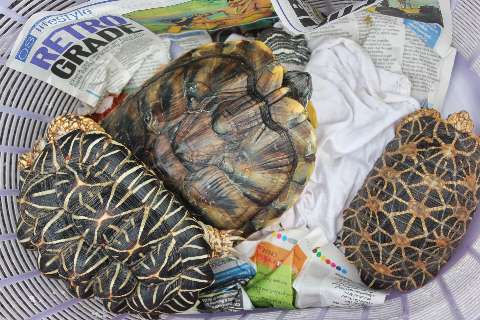 PAWSMumbai Press Kit Update TURTLES & a PARROT got freedom on