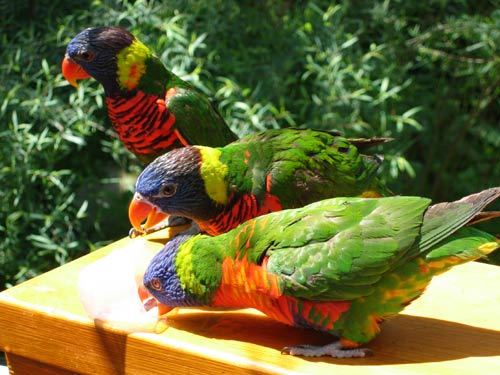 Rainbow Lorikeet Rainbow Lorikeet