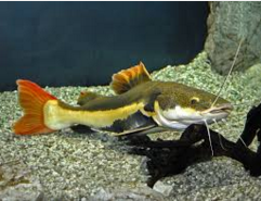  Ikan Predator Air Tawar Red-tailed catfish