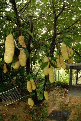 TABULAMPOT Menanan POHON CEMPEDAK TABULAMPOT Menanan POHON CEMPEDAK