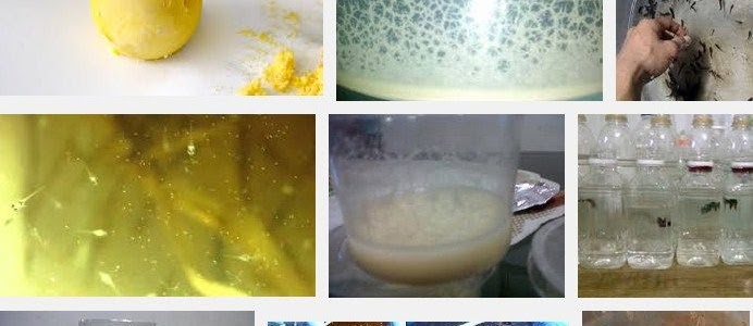 Pakan Anakan Ikan Cupang? Lihat Detailnya Disini