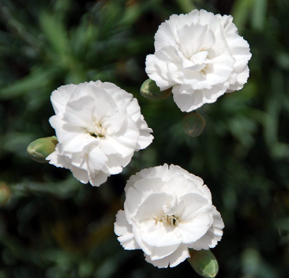 Fotos de flores CLAVELES DE VARIOS TIPOS Y COLORES