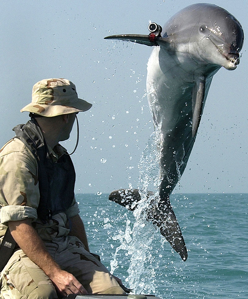 Ye India Hai The U.S. Navy has 75 trained dolphins to detect enemy