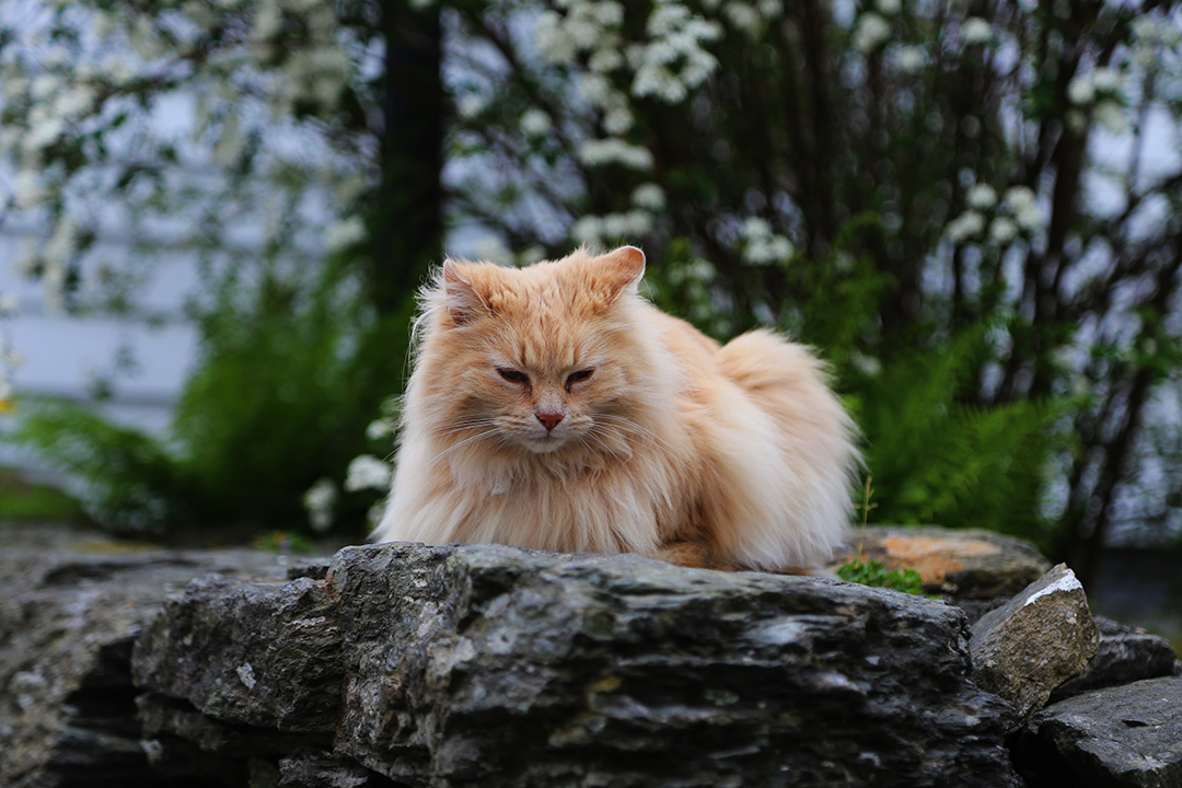 Exploring heritage with a cat at Gamle Stavanger