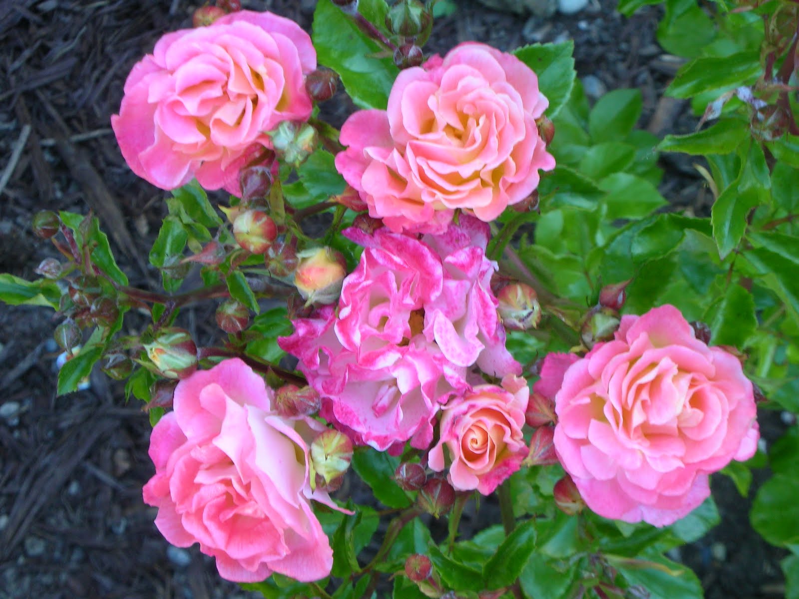 Julia's Gardens: Rosa 'Peach Drift'