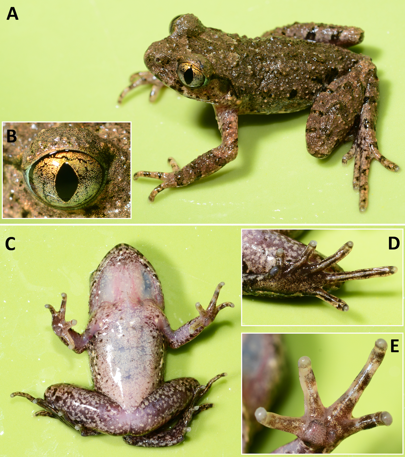Species New to Science [Herpetology • 2018] Leptolalax purpurus & L