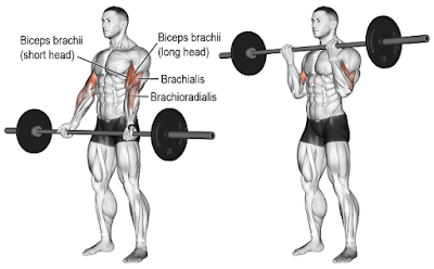Barbell-Curl