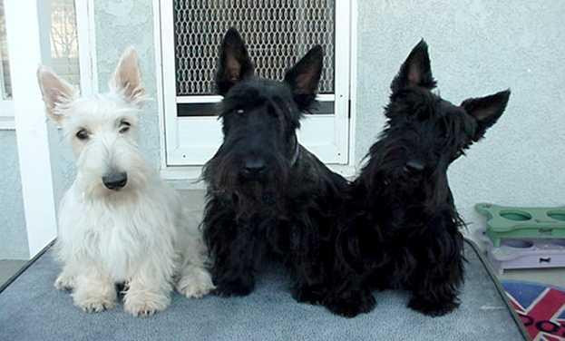 Terrier Dog Breeds Pictures and Information