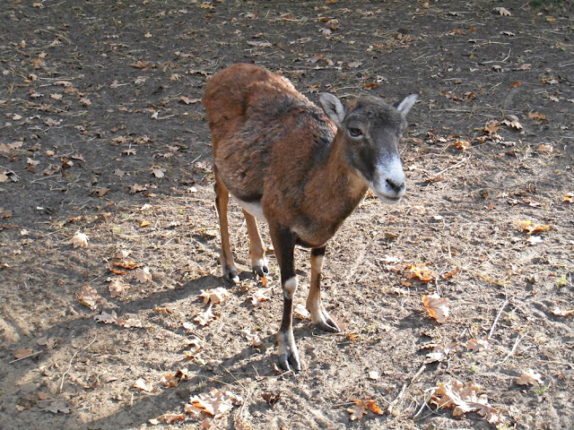 pozuję do zdjęcia zwierzę kopytne, zoo, Nowy Tomyśl, wybieg