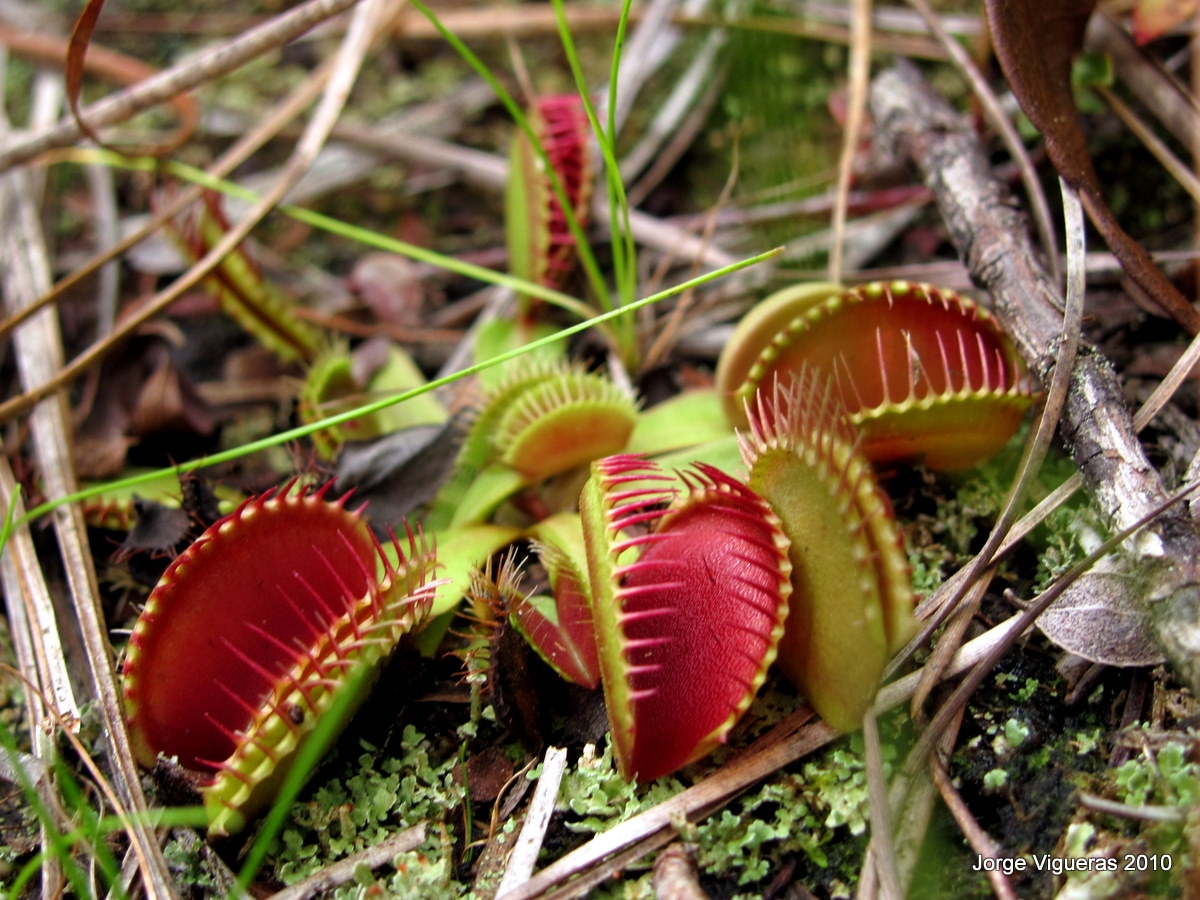 all about unique facts Worlds Most Dangerous Plants & Deadliest Plants