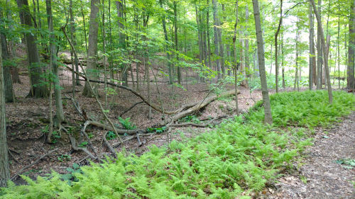 Buckeye Trail Tinker's Creek