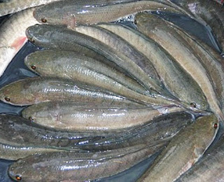 Cara Budidaya Ternak Ikan Gabus Di Kolam Terpal Untuk ...