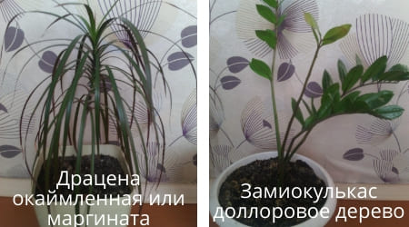 цветочные дела драцена и замиокулькас