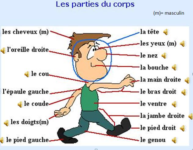 Alex!ta/Français: Les Parties du corps