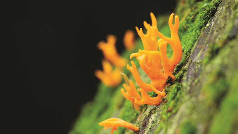 Fungus