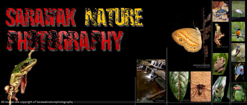 Sarawak Nature Photography
