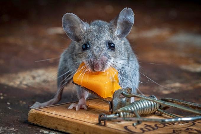 Funny Mouse Eating Cheese Animals | Amazing Latest Pictures | Funny And