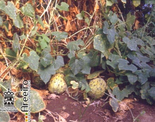 Рогатая дыня 5 букв сканворд. Кивано тыквенные. Cucumis metuliferus. Кивано в огороде.