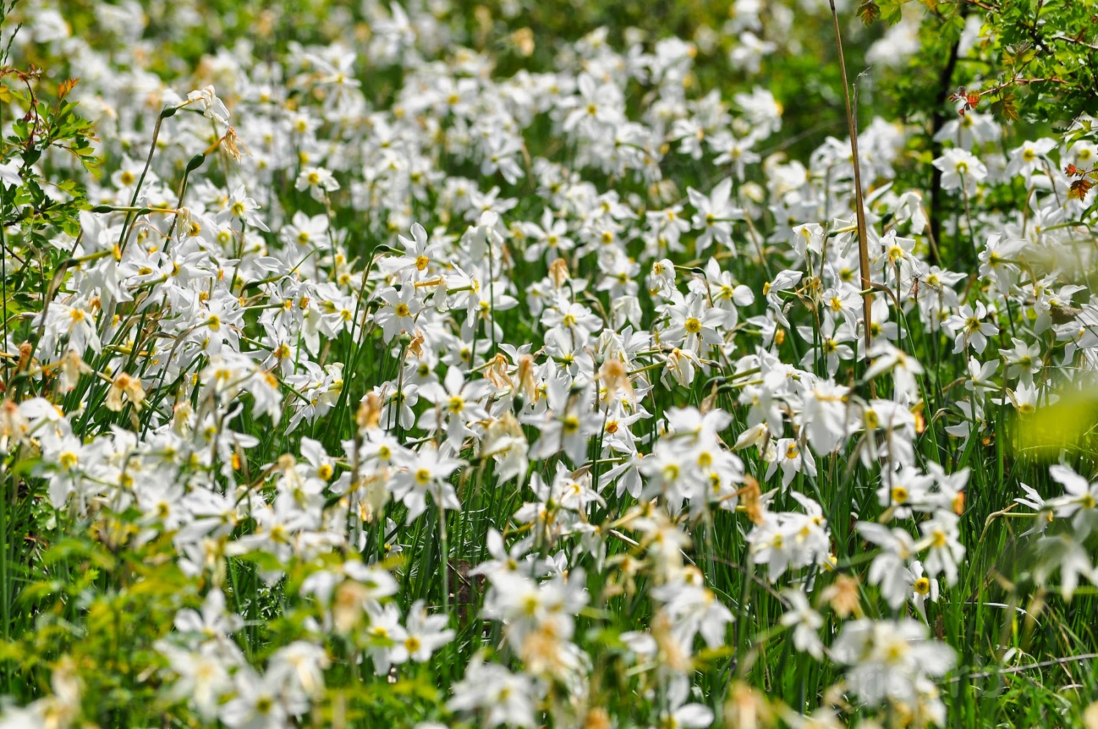 Amazing Romania NEGRASI DAFFODIL MEADOW