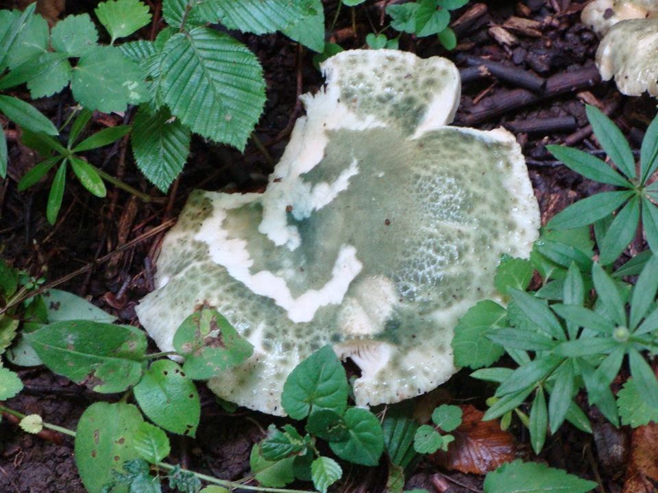 Russula virescens DSC40929