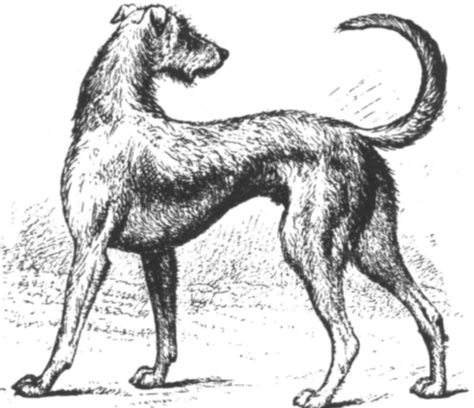long-dog-samplers-links