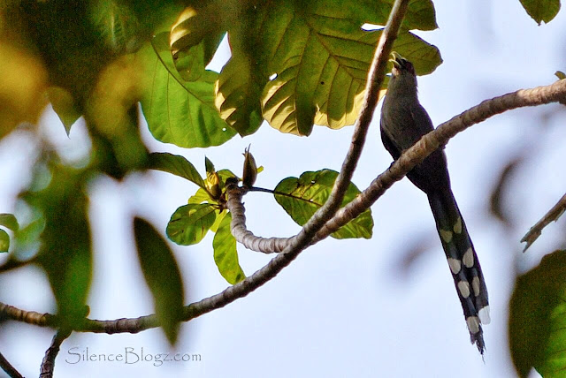 Green-billed Malkoha Green-billed Malkoha - birding activity
