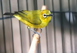 pleci berstamina pleci berstamina