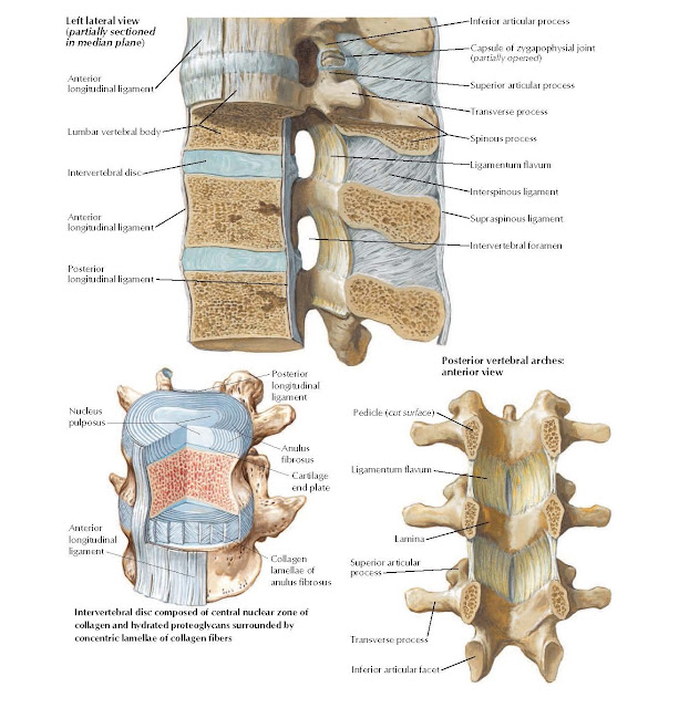 Vertebral Ligaments: Lumbar Region Anatomy