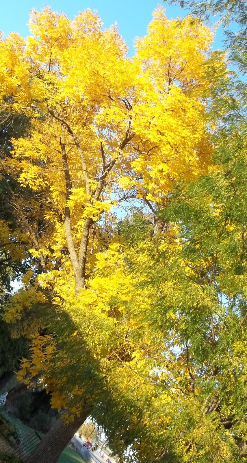 simply iowa: Fall Colors....