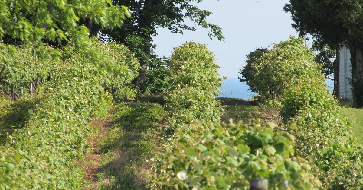 A Tour of Lake Erie Wine Country Wines, Scenery, History, and More