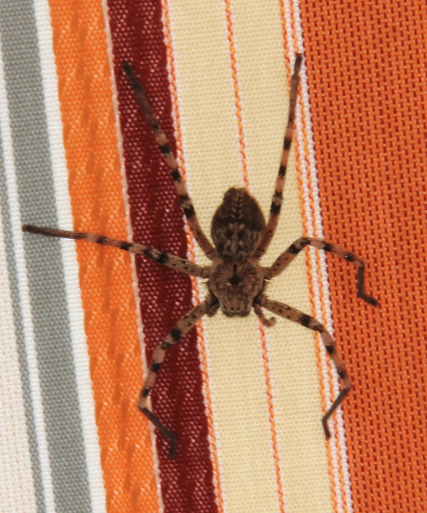 Жук человек паук. Походка паука. How many Legs does a Spider have. Человек паук на стене фото.