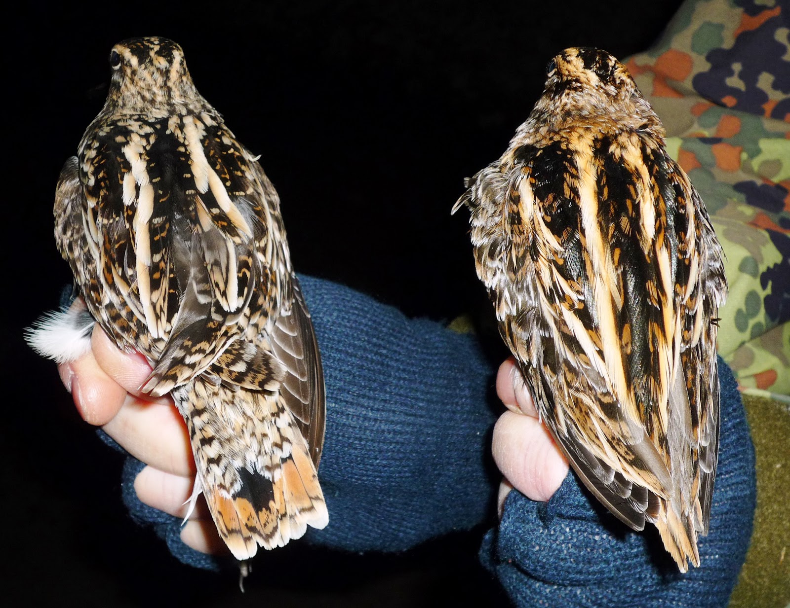 Stour Ringing Group