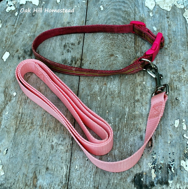 Must have items: collars and leashes